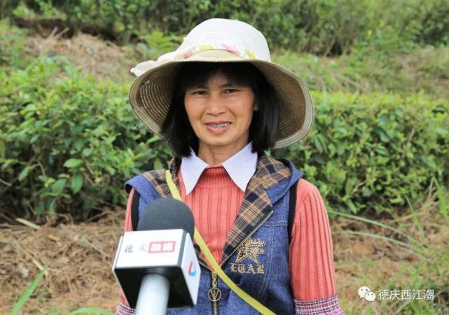 中年|德庆回龙六水村华表石200亩茶园，省里已批准建设休闲运动旅游度假区