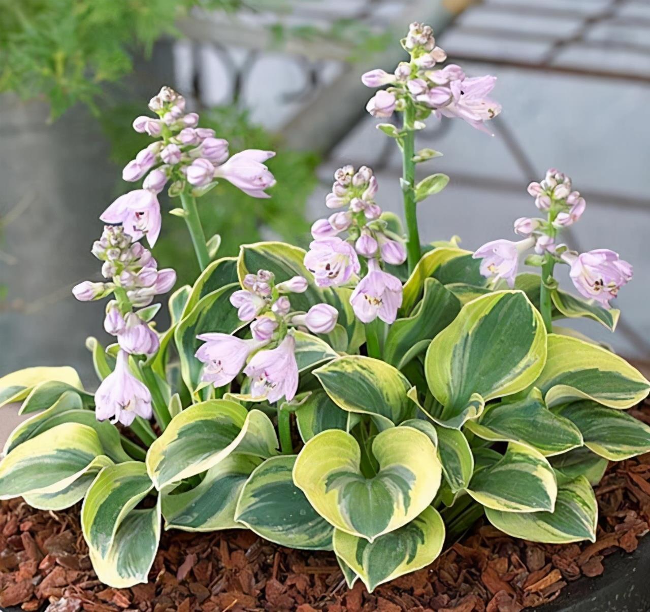 五种精巧花,好养又泼辣,耐阴又漂亮,北阳台最合适