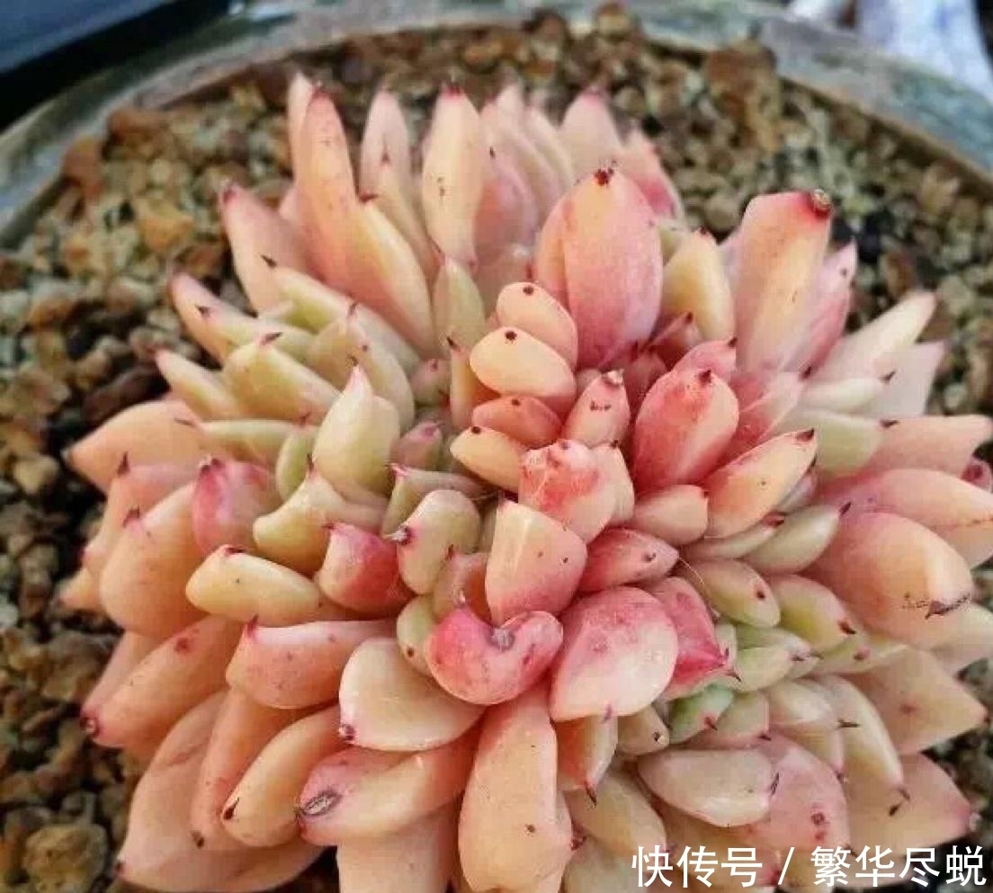 根系|夏天多肉千万别暴晒,除非看了这篇文章,不然多肉化水了