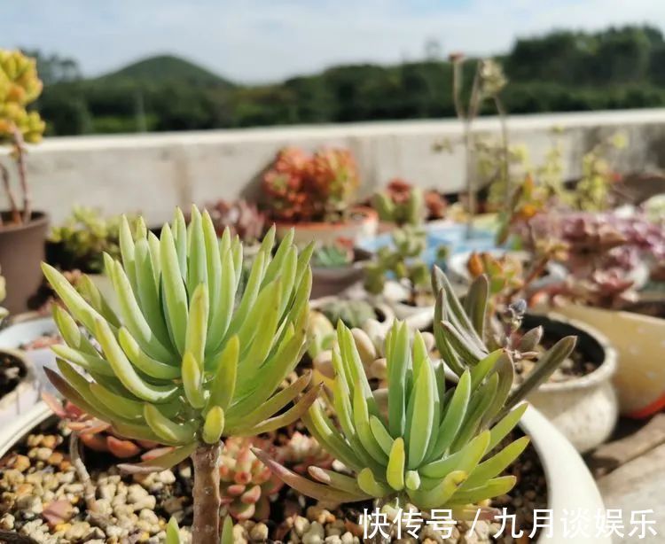 佛系养肉人生活明朗,多肉可爱,唯适者生存!