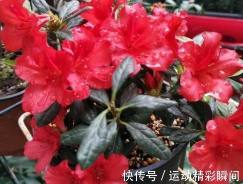 越来越多的人舍弃西洋杜鹃,却爱养四季开花的它,低维护是重点