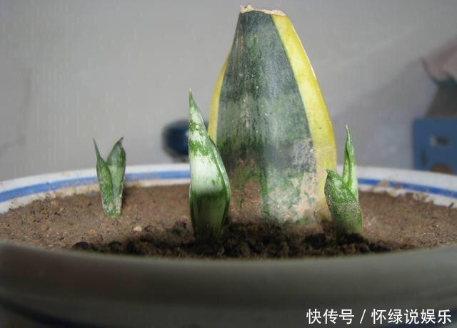 玉翁|5种“盆栽”,十天半月不理它,也能长,浇点水长爆盆,太省心了