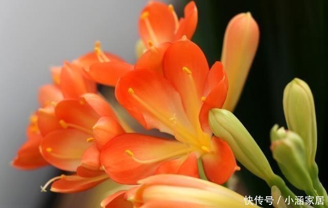 有机肥|君子兰为什么会夹箭,君子兰夹箭了怎么办,别慌,我来告诉你!