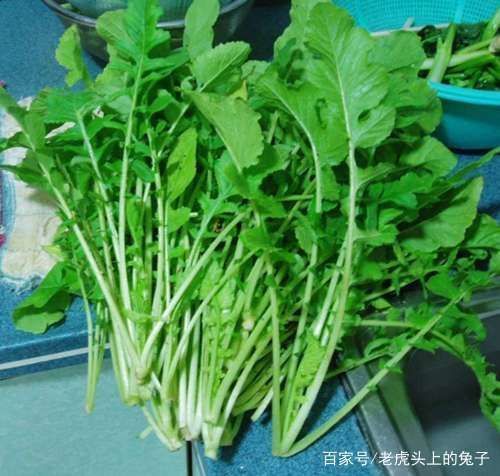 吃法|很多人把它当垃圾,谁知道含钙量第一,养颜瘦身,冬天正好包饺子