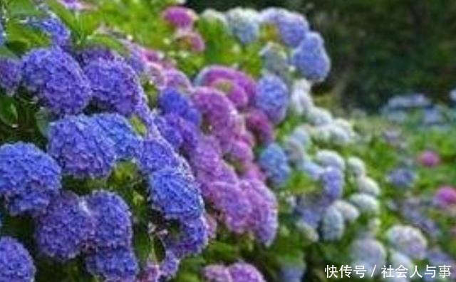 5种好养的花，栽到院子里，花期开成花海！
