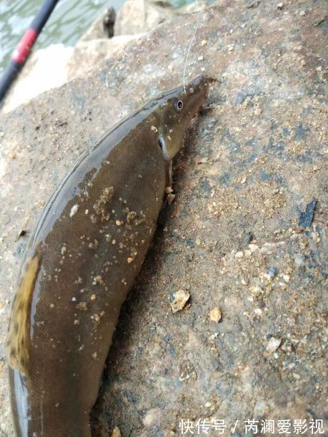 长江君|淮河还有这种鱼?信阳钓友钓起一条奇鱼,称:几十年来第一次见