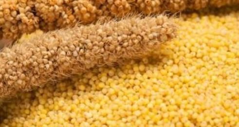 常喝|常喝小米粥好处多,但煮小米粥时切忌放此物,吃了就是找事