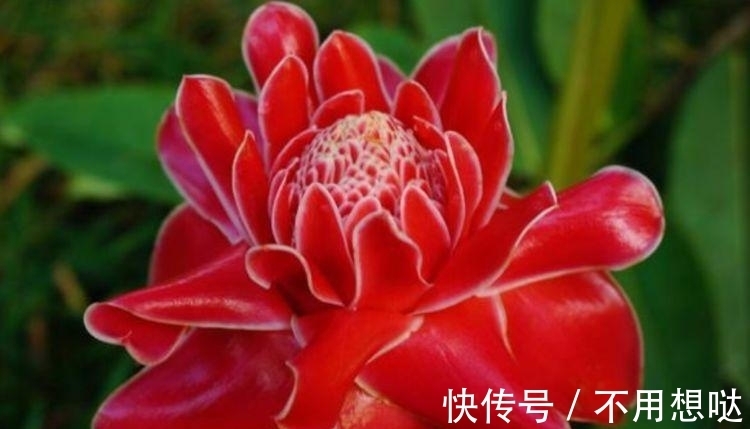 此款花卉便宜又好养,不用管照样长得旺,年年开花不断,美翻天!