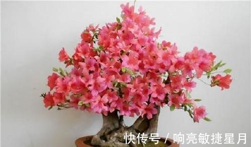 映山红管理注意几点,明年春季开花更绚烂!