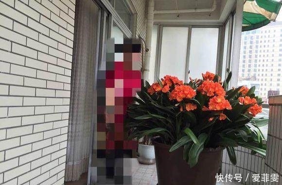 花盆|她用这三招,君子兰年年开花,花盆已经养不下只能用大水缸养!