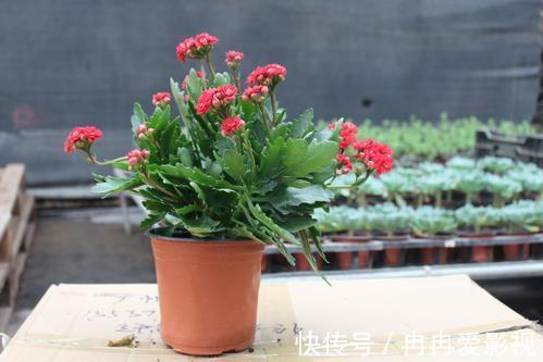 盆栽|长寿花又被称为寿星花、圣诞伽蓝菜！盆栽注意4点，花朵挂满枝