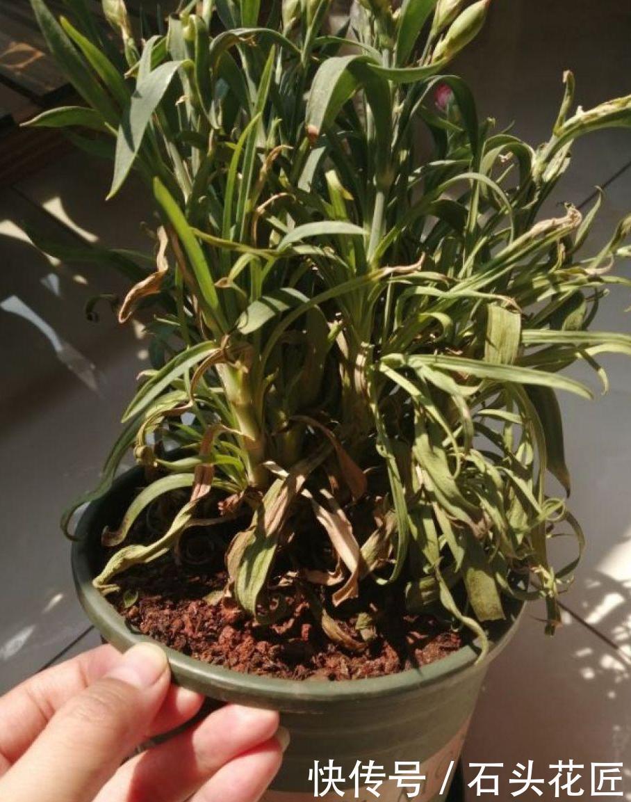  浇水|冬天给花草浇水，先要做对“4看”，才能长得旺、不烂根