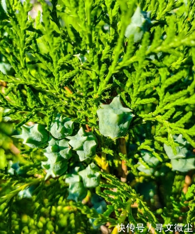 墓地陵园|旅行识花，它开花像花又似果，墓地陵园最多却少有人见过它