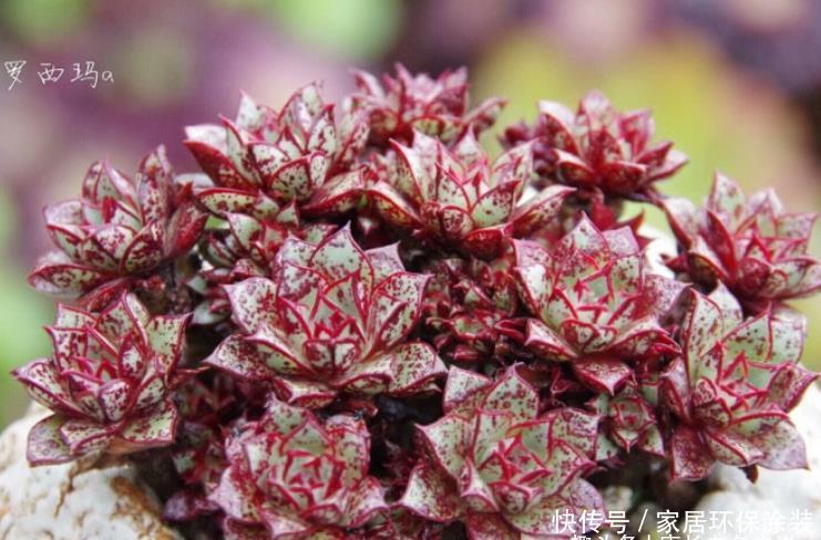 桃蛋|多肉从小苗养到爆盆是什么感觉?以前有成就感,现在觉得有点尴尬