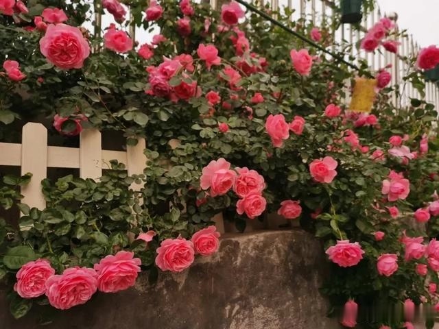 圆滚滚的绣球,瀑布般的花墙,这届花友也太会种花了吧