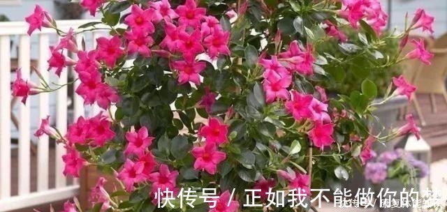一种小花太神奇，一对叶子6朵花，养一棵开一片，室内室外都能养！