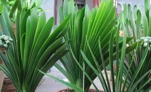 养了9年花草,才知道家家都有的“2种”废物,正确使用,养啥旺啥