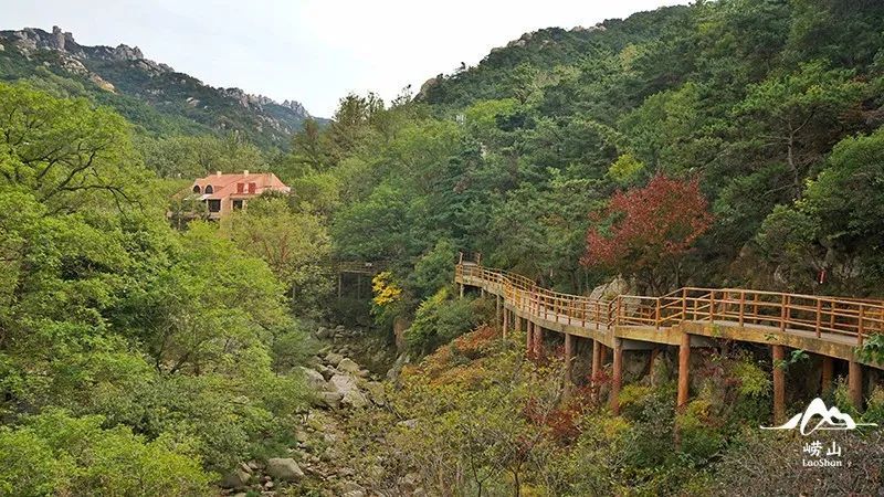 崂山风景区特约摄影|实况播报！绝美赏秋图鉴，醉入崂山秋色里