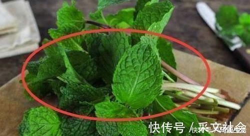 芦荟|为什么有钱人家里都养这3种花听老师傅一说,才知作用这么大
