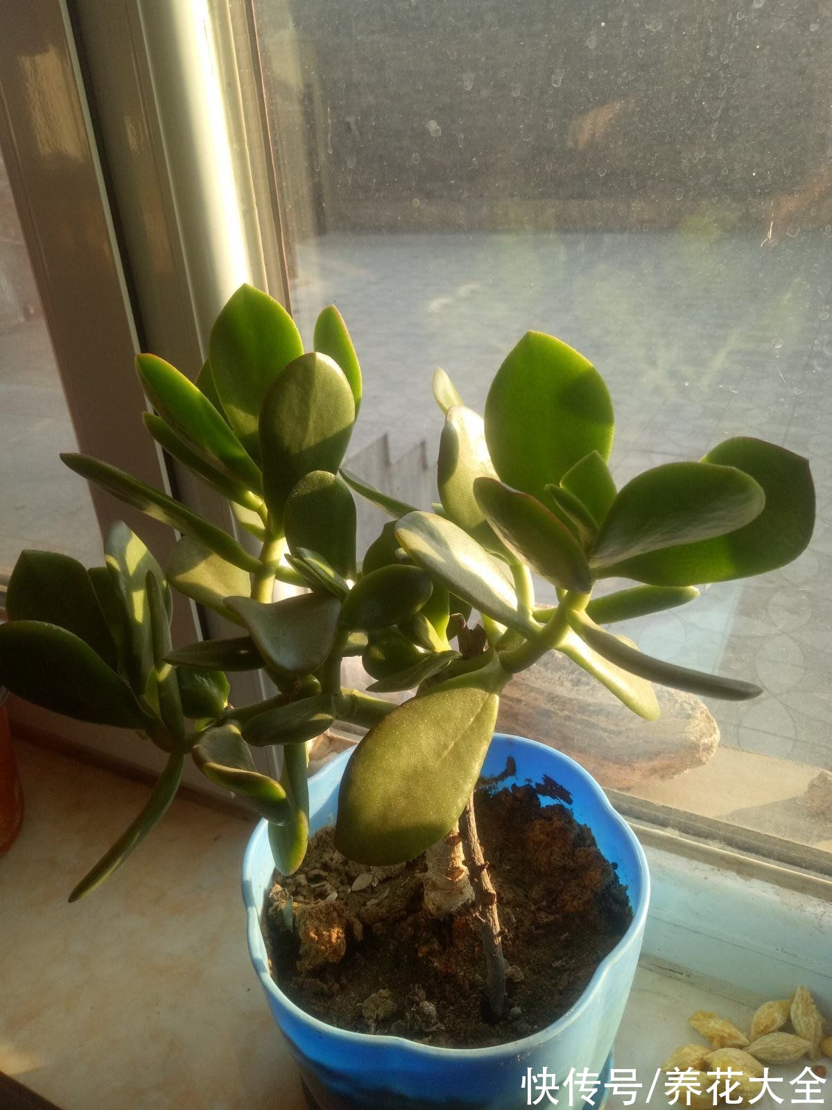 老一辈人说,4种绿植不常开花,一开花就预示有好事儿,你见过吗