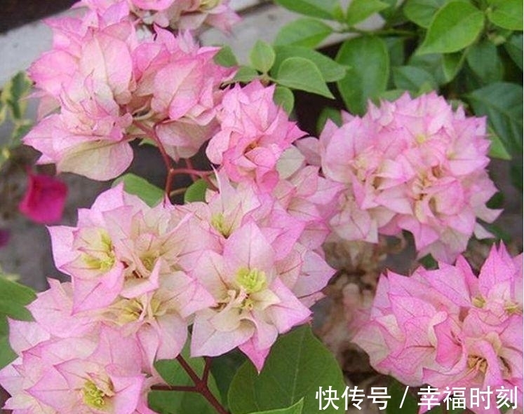 凤仙花|养花就养这几款,花朵小巧玲珑,层层交叠,烂漫迷人眼