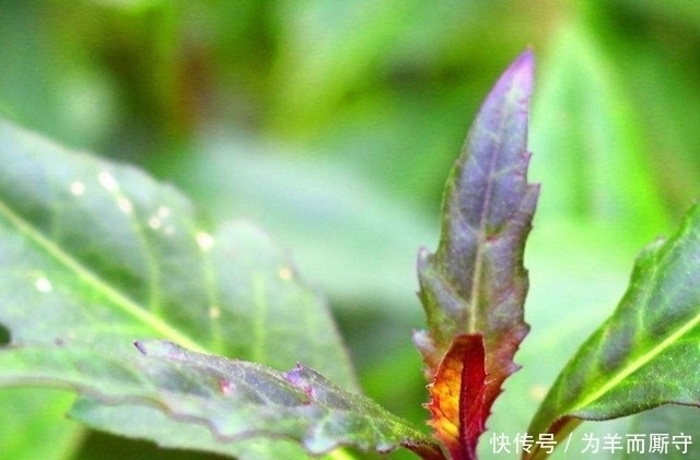 农民|这东西被农村人称为“补血菜”,一年四季都可栽培,农民没事就吃