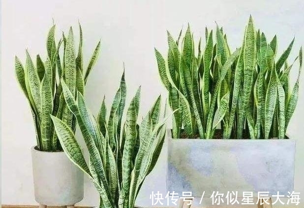 多肉|室内的“3种耐阴多肉”,光线不强也能养爆盆,朋友看到都夸漂亮