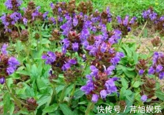 椭圆形|这种野草在乡下叫“夏枯草”,对于头昏目眩有帮助,遇见要珍惜