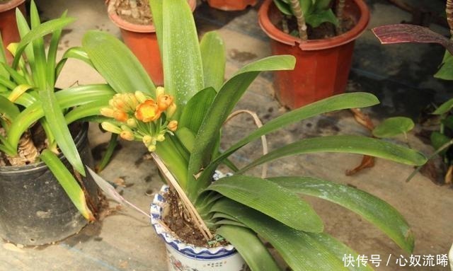 根系|给君子兰“喂点它”,7天猛窜白根,独苗变群兰,花大压弯枝!