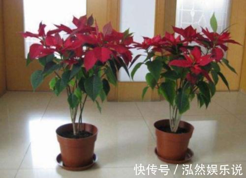 我是你的生活当当家|家里养什么花都行，唯独这三种千万不要养，我也后悔现在才知道！