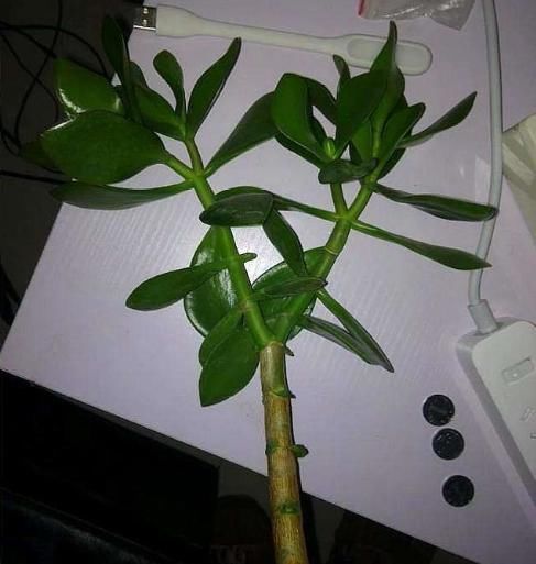 3种树最适合养成“老桩”,再用上“这方法”,还无需花钱就能养