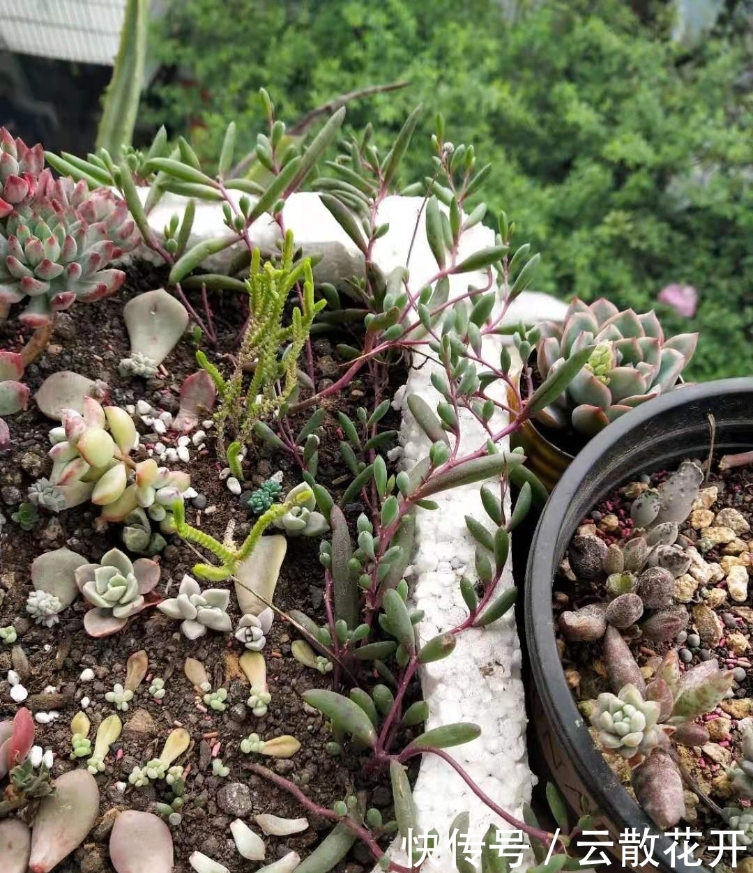 免费的多肉,总是活得特别好