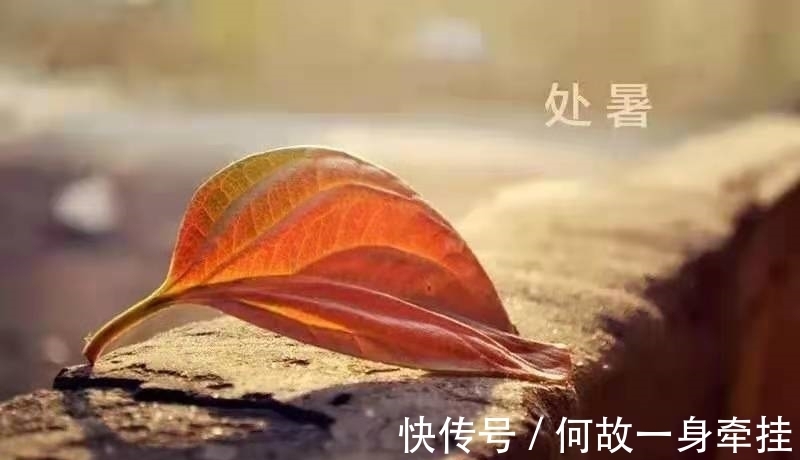 枯桐|小楼独上听秋雨，几片枯桐落石旁。处暑诗十首