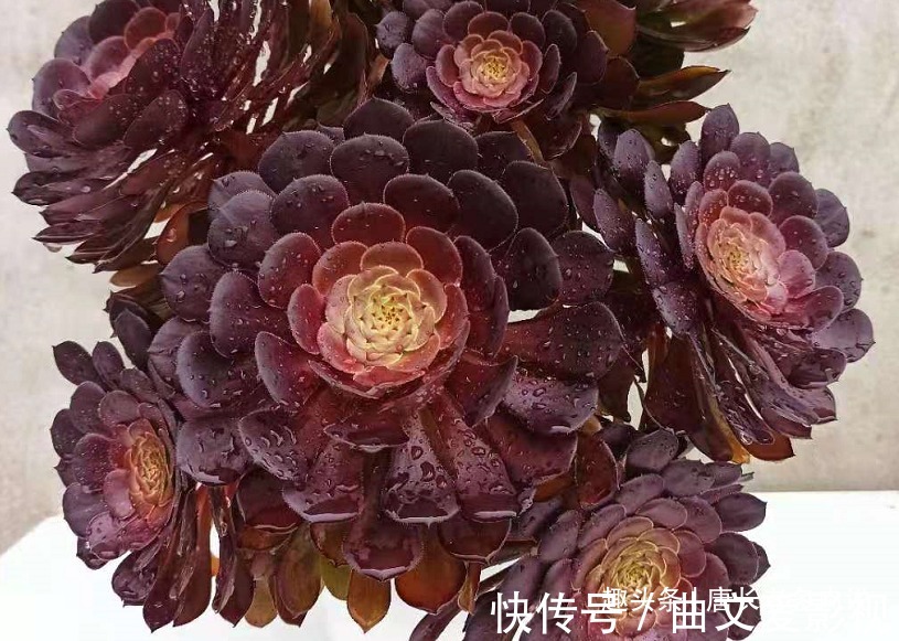 法师|多肉法师的叶片下翻?先判断是否休眠,再检查有没有其它的问题