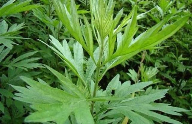 泡水|艾叶泡水实在太厉害了,男人女人都离不开,值得分享给家里人!