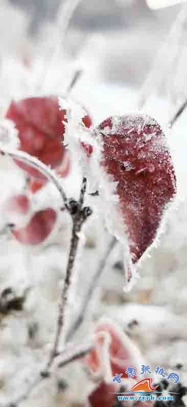 时节|肃南：大雪时节现雾凇冰花美景