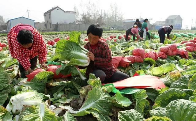 大白菜#“立冬萝卜，小雪菜”这句农谚是指的什么意思？