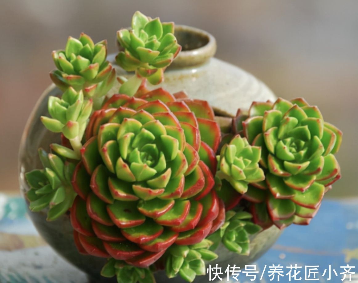 花盆|多肉植物“穿裙子”怎么办?学会一招变漂亮,后期状态美