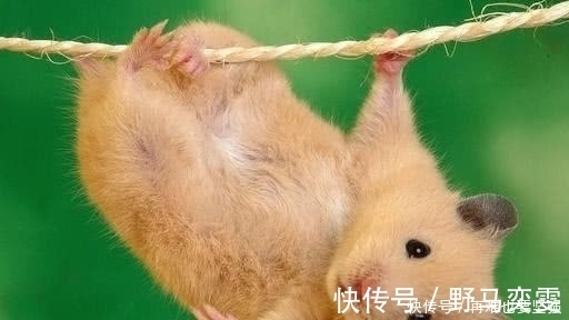 上联|上联“饥鸡盗稻童筒打”,秀才几个月后才对出下联,成为一副妙对