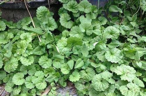 金钱草|外形似金钱草,人称“透骨消”,隔三差五煲汤喝,钻筋透骨有奇效