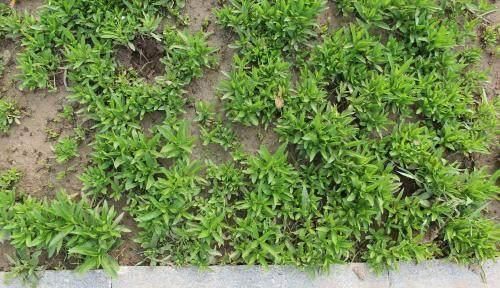 农村一种很“麻烦”的野菜,它才是真正的“金不换”,能防中风