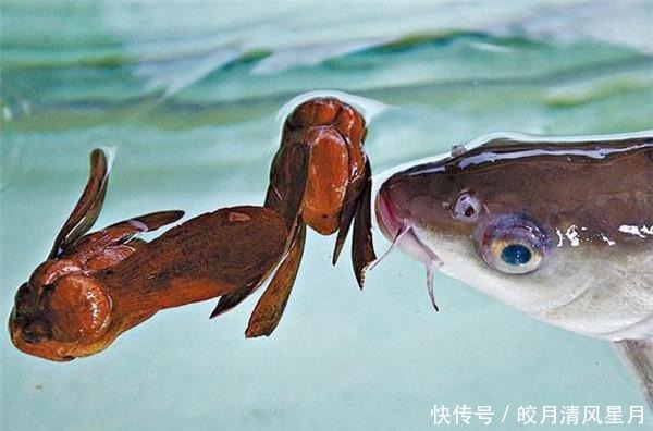 这条鱼只吃树上野果,每公斤3500元,蔡澜说它就是世界上最贵的鱼