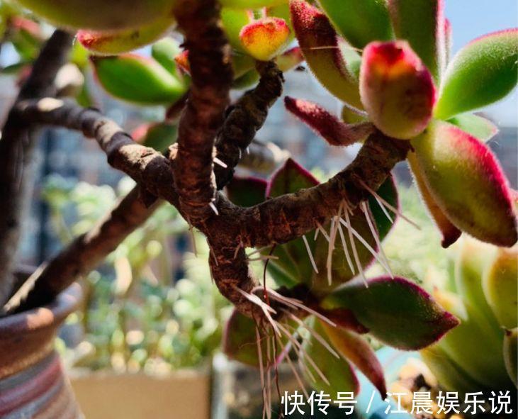 多肉叶子皱皱巴巴别光浇水，多半是伤根该换盆了！