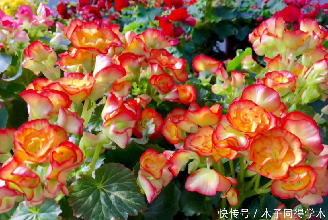 公认难养的4种花,之所以养不好,是因为你触碰了它们的“弱点”