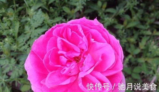 喜欢菊花,那就养“精品玫瑰”银禧庆典,花开梦幻,爆成花海