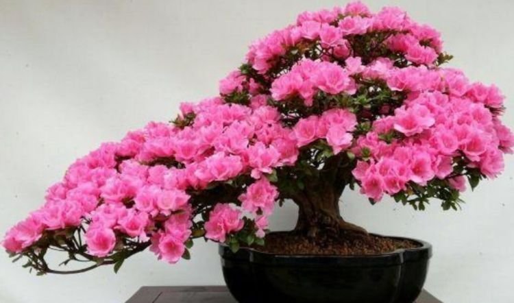 家养这些植物，阳台开出花海，花色繁多易爆盆，娇艳欲滴