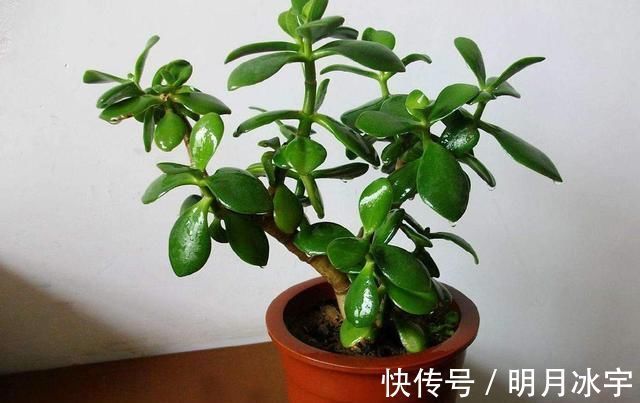 玉髓|这两种植物养得好,稍微注意就能养出老桩来价值高气势好