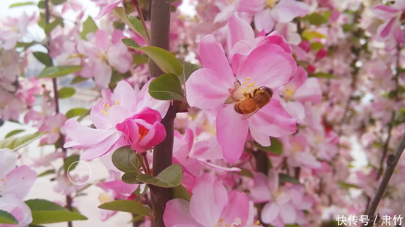 在盛开的花下，踩着冬日的残梦，走向春天的温柔