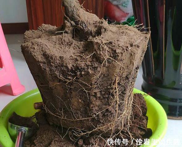 养花的土变硬了老花匠别铲，浇上“1种水”，30天变疏松