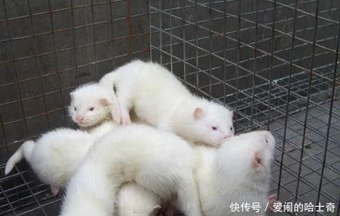 当全网都在催关晓彤给鹿晗庆生时,一场关乎全人类的灾难正悄然降临……